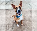 Small Photo #3 Australian Shepherd-Boxer Mix Puppy For Sale in Newport Beach, CA, USA