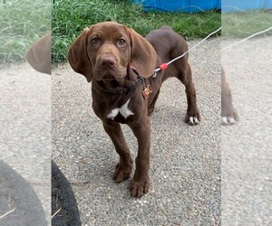 Bloodhound-Pointer Mix Puppy for sale in STANWOOD, WA, USA
