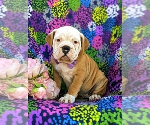 Olde English Bulldogge Puppy for sale in COCHRANVILLE, PA, USA