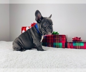 French Bulldog Puppy for sale in LOCUST GROVE, GA, USA
