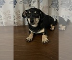 Small #39 Chihuahua
