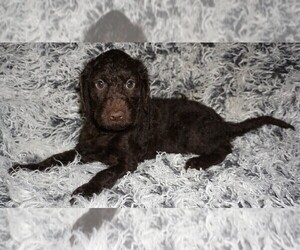 Miniature Labradoodle Puppy for sale in LA HABRA, CA, USA