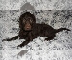 Image preview for Ad Listing. Nickname: chocolate