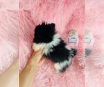 Small #17 Pomeranian