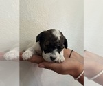 Small #12 Bernedoodle (Miniature)