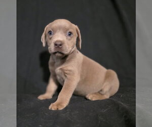 Buffy - Female Labrador Retriever-Unknown Mix Dog for Adoption - Photo #11