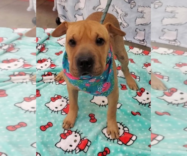 Medium Photo #6 Chinese Shar-Pei-Unknown Mix Puppy For Sale in Tampa, FL, USA