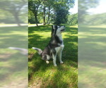 Small Photo #3 Siberian Husky Puppy For Sale in CENTERVILLE, NC, USA