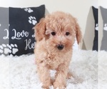 Small Photo #2 Bichpoo mix (+ Bichon Frise) Puppy For Sale in MOUNT VERNON, OH, USA