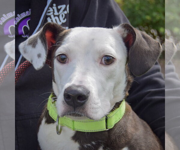 Medium Photo #1 American Staffordshire Terrier-Pointer Mix Puppy For Sale in Huntley, IL, USA