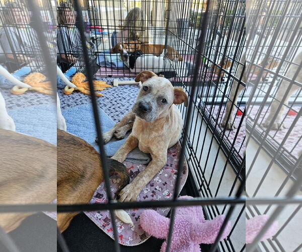 Medium Photo #2 American Bulldog-Unknown Mix Puppy For Sale in Brooksville, FL, USA