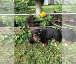 Small Photo #2 Basset Hound Puppy For Sale in PLATO, MO, USA
