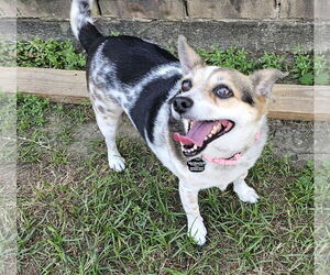 Chi-Corgi Dogs for adoption in Missouri City, TX, USA