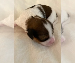 Papillon Puppy for sale in MOSCOW, ID, USA