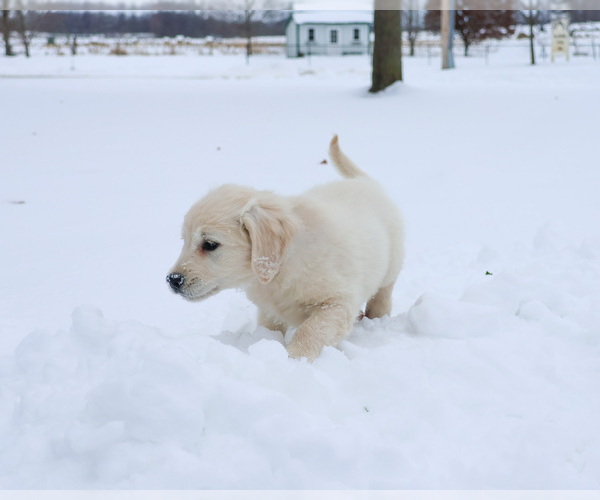 Medium Photo #4 English Cream Golden Retriever Puppy For Sale in SYRACUSE, IN, USA