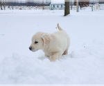 Small #3 English Cream Golden Retriever