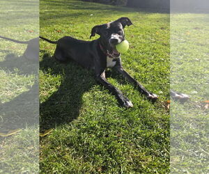 Prince - Male Labrador Retriever-Unknown Mix Dog for Adoption - Photo #25