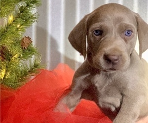 Weimaraner Puppy for sale in DEFUNIAK SPRINGS, FL, USA