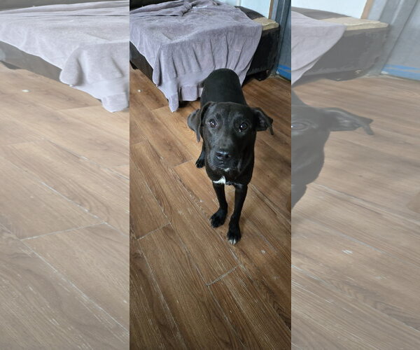 Medium Photo #4 Labrador Retriever-Unknown Mix Puppy For Sale in NYC, NY, USA