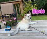 Small #1 Huskies  Mix