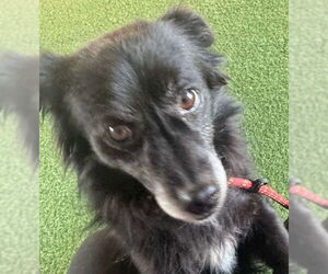 Pomeranian-Unknown Mix Dogs for adoption in Woodland, CA, USA