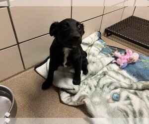 Border Collie-Unknown Mix Dogs for adoption in Fort Wayne, IN, USA