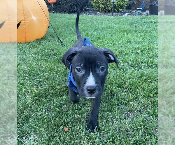 Medium Photo #3 American Pit Bull Terrier-Unknown Mix Puppy For Sale in Rochester, NY, USA