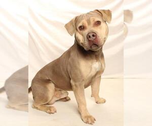 Mutt Dogs for adoption in Burbank, CA, USA