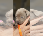 Puppy Tristan Labrador Retriever