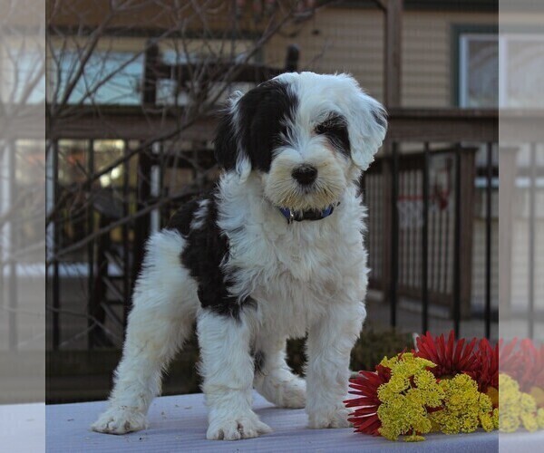 Medium Photo #4 Portuguese Water Dog Puppy For Sale in STRASBURG, PA, USA