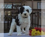 Small Photo #4 Portuguese Water Dog Puppy For Sale in STRASBURG, PA, USA