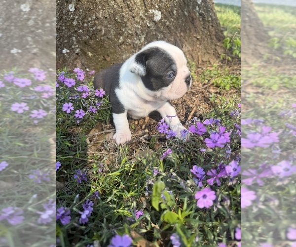 Medium Photo #9 Boston Terrier Puppy For Sale in FREDONIA, KS, USA