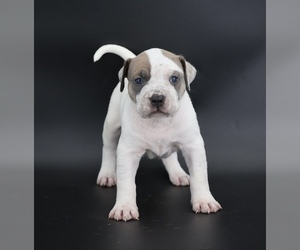 American Bully Puppy for Sale in CHAMPAIGN, Illinois USA