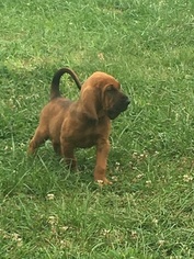 Bloodhound Puppy for sale in OLMSTEAD, KY, USA