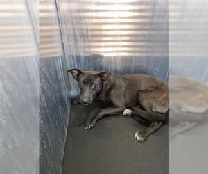 Mutt Dogs for adoption in San Antonio, TX, USA