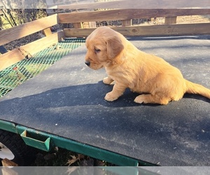 Golden Retriever Puppy for sale in LEON, KS, USA