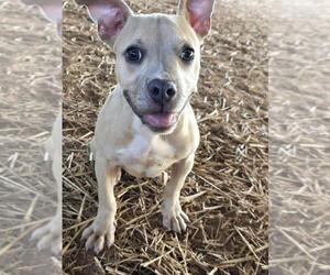 American Staffordshire Terrier-Labrador Retriever Mix Dogs for adoption in Brewster, NY, USA