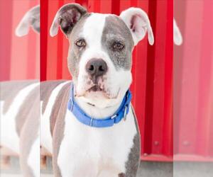 Mutt Dogs for adoption in Tracy, CA, USA