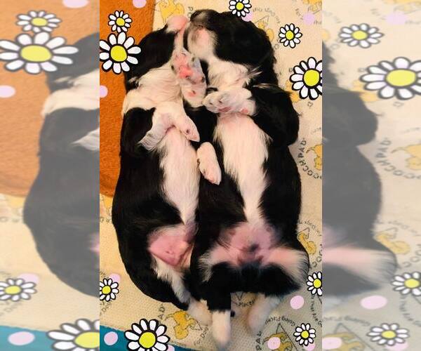 Medium Photo #3 Aussie-Poo-Aussiedoodle Mix Puppy For Sale in SANGER, TX, USA