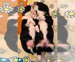 Small Photo #3 Aussie-Poo-Aussiedoodle Mix Puppy For Sale in SANGER, TX, USA