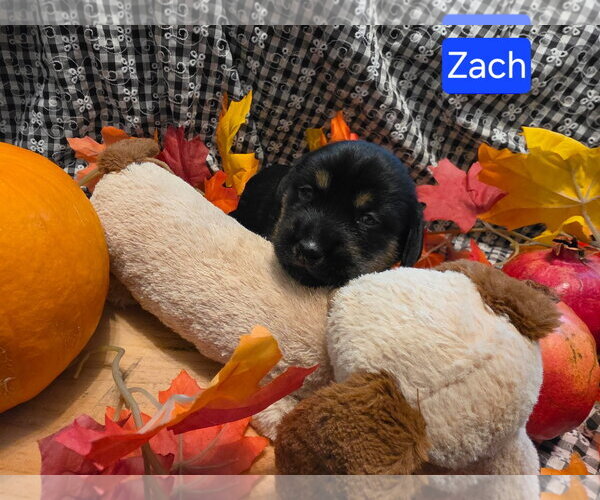 Medium Photo #1 Dachshund-Unknown Mix Puppy For Sale in Los Angeles, CA, USA