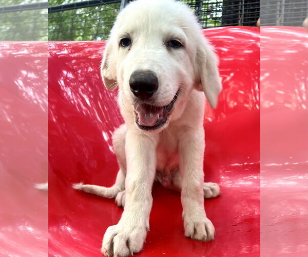 Medium Photo #3 Great Pyrenees Puppy For Sale in Spring, TX, USA