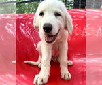 Small #2 Great Pyrenees