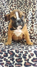 English Bulldog Puppy for sale in LANCASTER, PA, USA