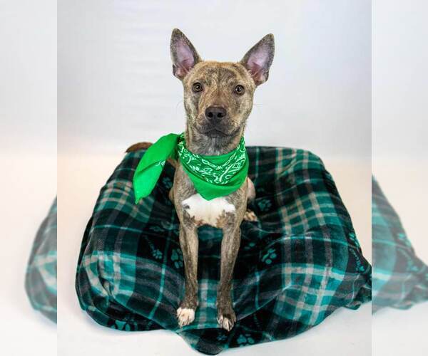 Medium Photo #4 Mutt Puppy For Sale in Kennesaw, GA, USA