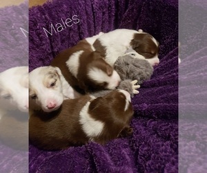 Border Collie Puppy for sale in CHINO VALLEY, AZ, USA