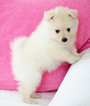 Small #5 Pomeranian