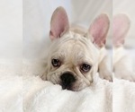 Small Photo #7 French Bulldog Puppy For Sale in BRYAN, TX, USA