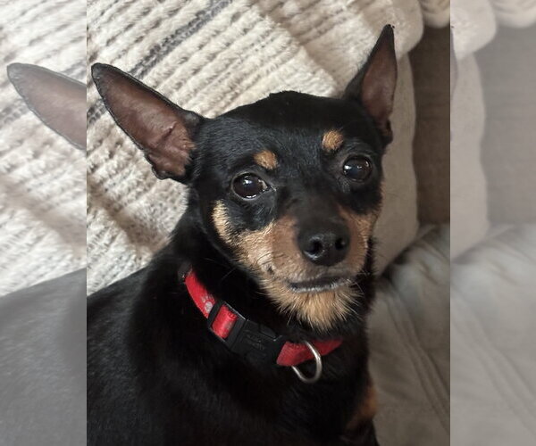 Medium Photo #1 Chipin Puppy For Sale in Doylestown, PA, USA