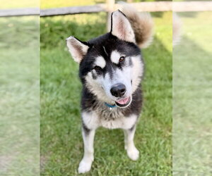 Maverick - Male Siberian Husky Dog for Adoption - Photo #3